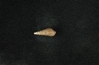 藏品(網蜷)的圖片